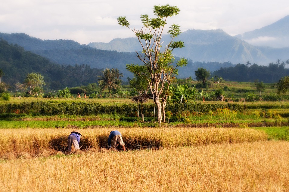 bali traveling,bali tour,bali trip,bali view