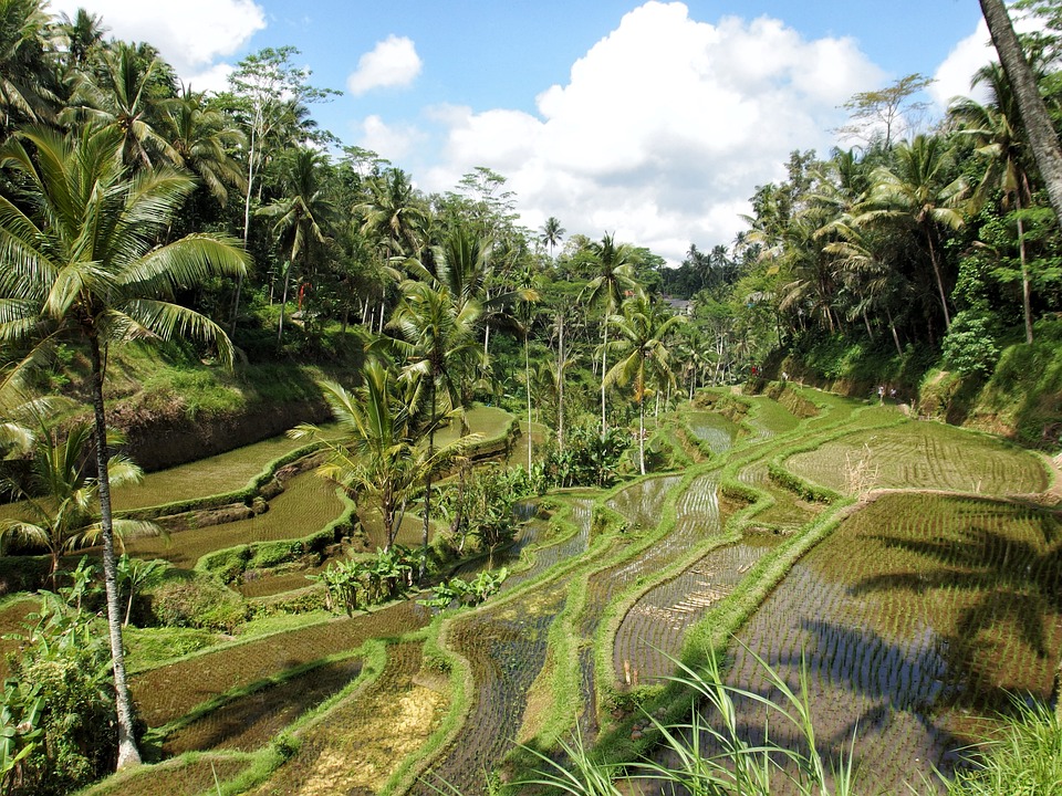 ubud tour