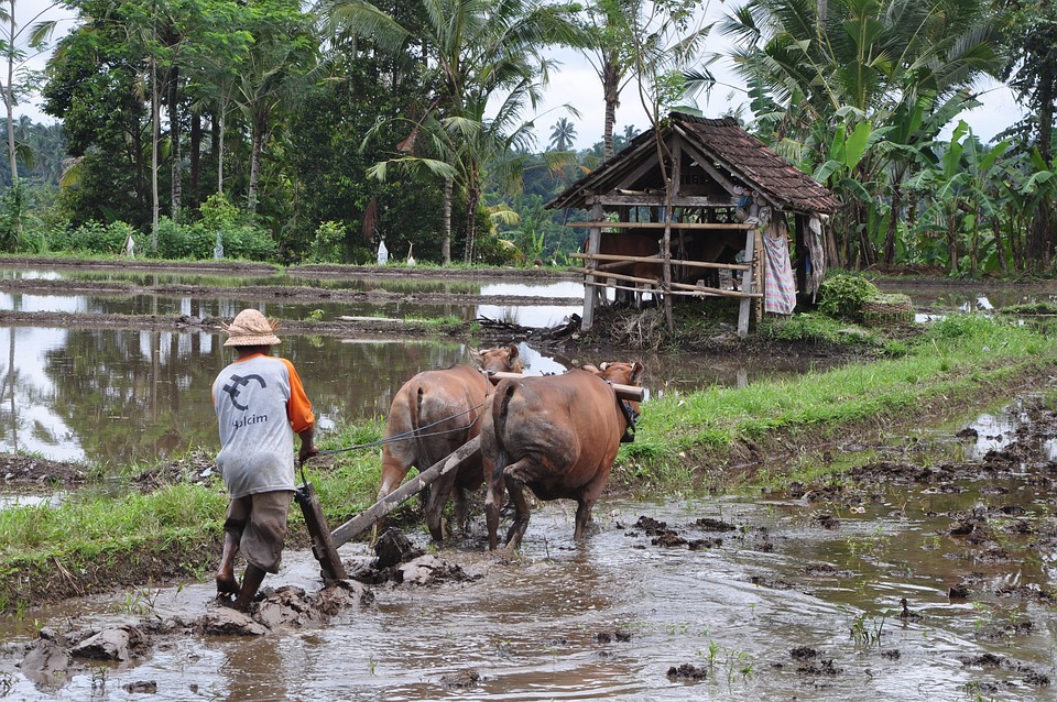 bali traveling,bali tour,bali trip,bali view